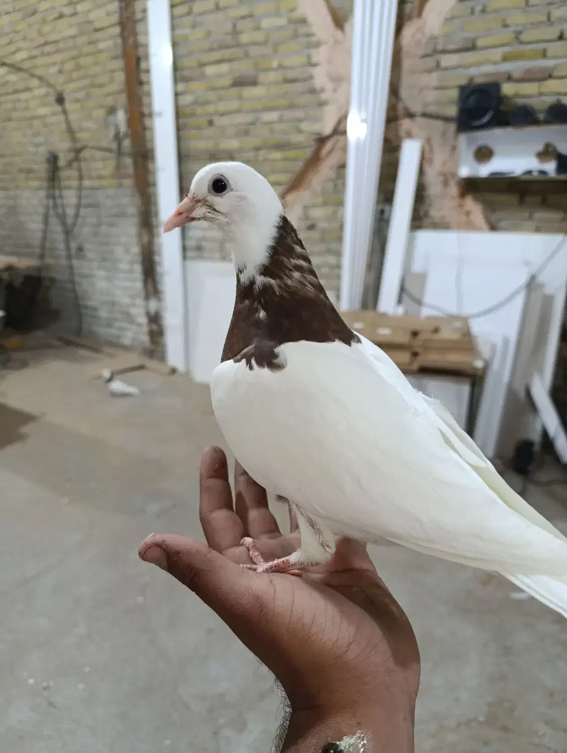 سرخ اصلی|پرنده|سبزوار, قصبه غربی|دیوار