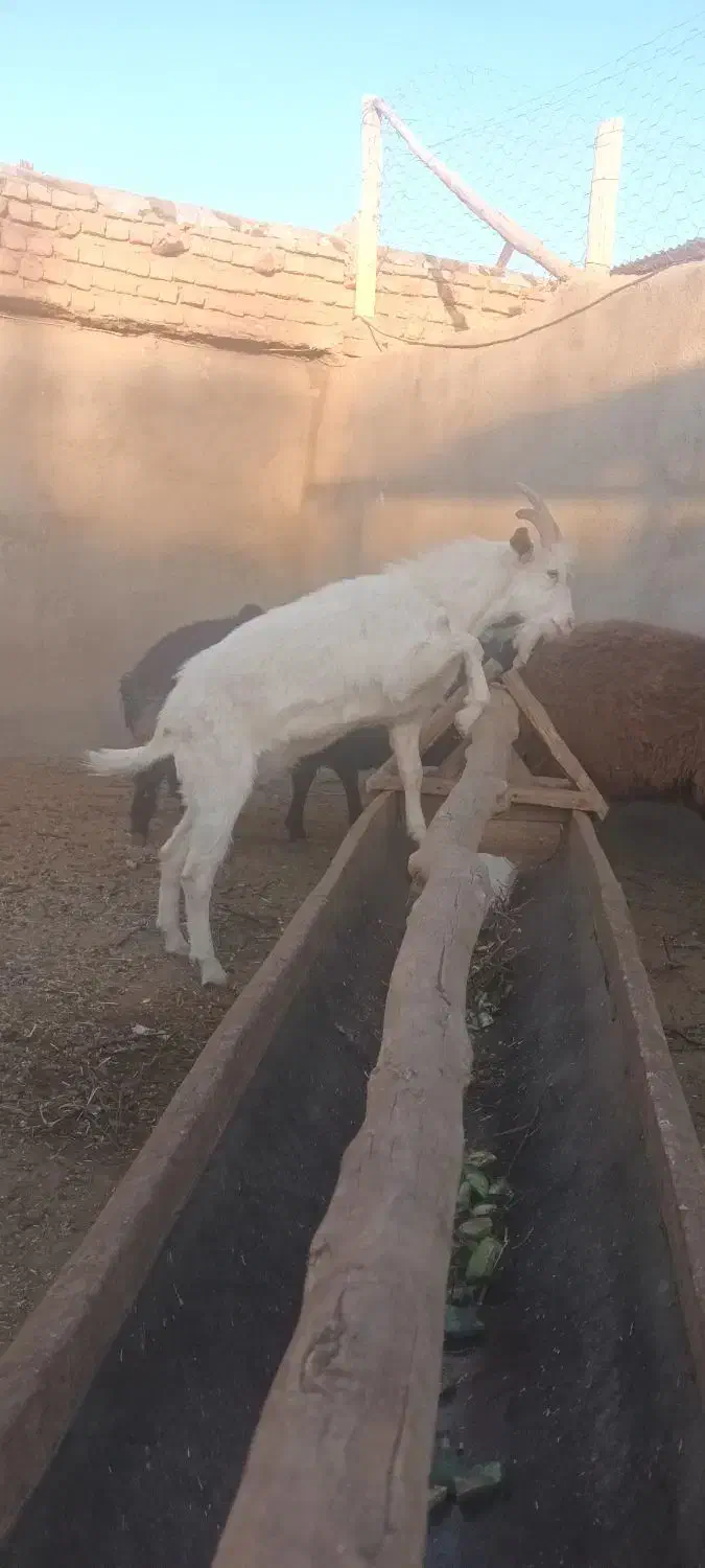 دو عدد بزغاله نر سانن و یک نر الپاین|حیوانات مزرعه|میان جلگه, |دیوار