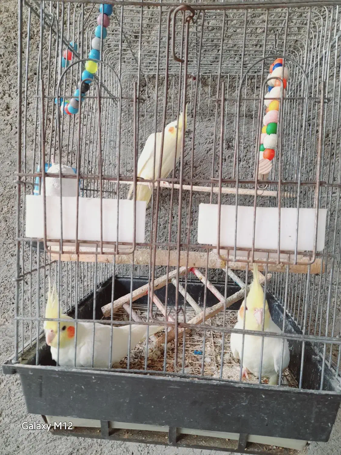 عروس هلندی ومرغ مینا|پرنده|آق قلا, |دیوار