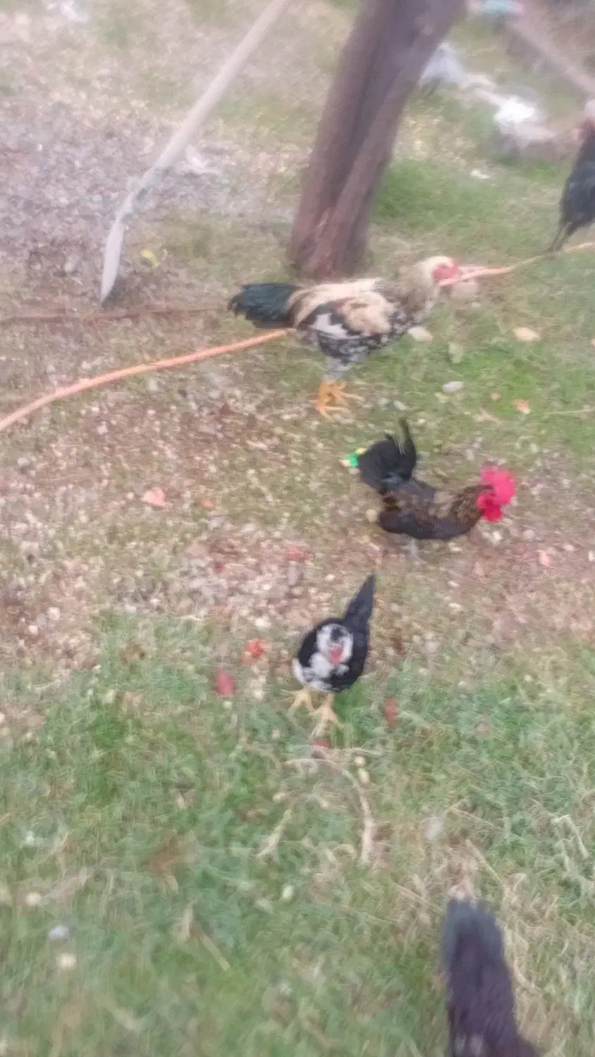 مرغ وخروس خانگی|حیوانات مزرعه|فاضل آباد, |دیوار