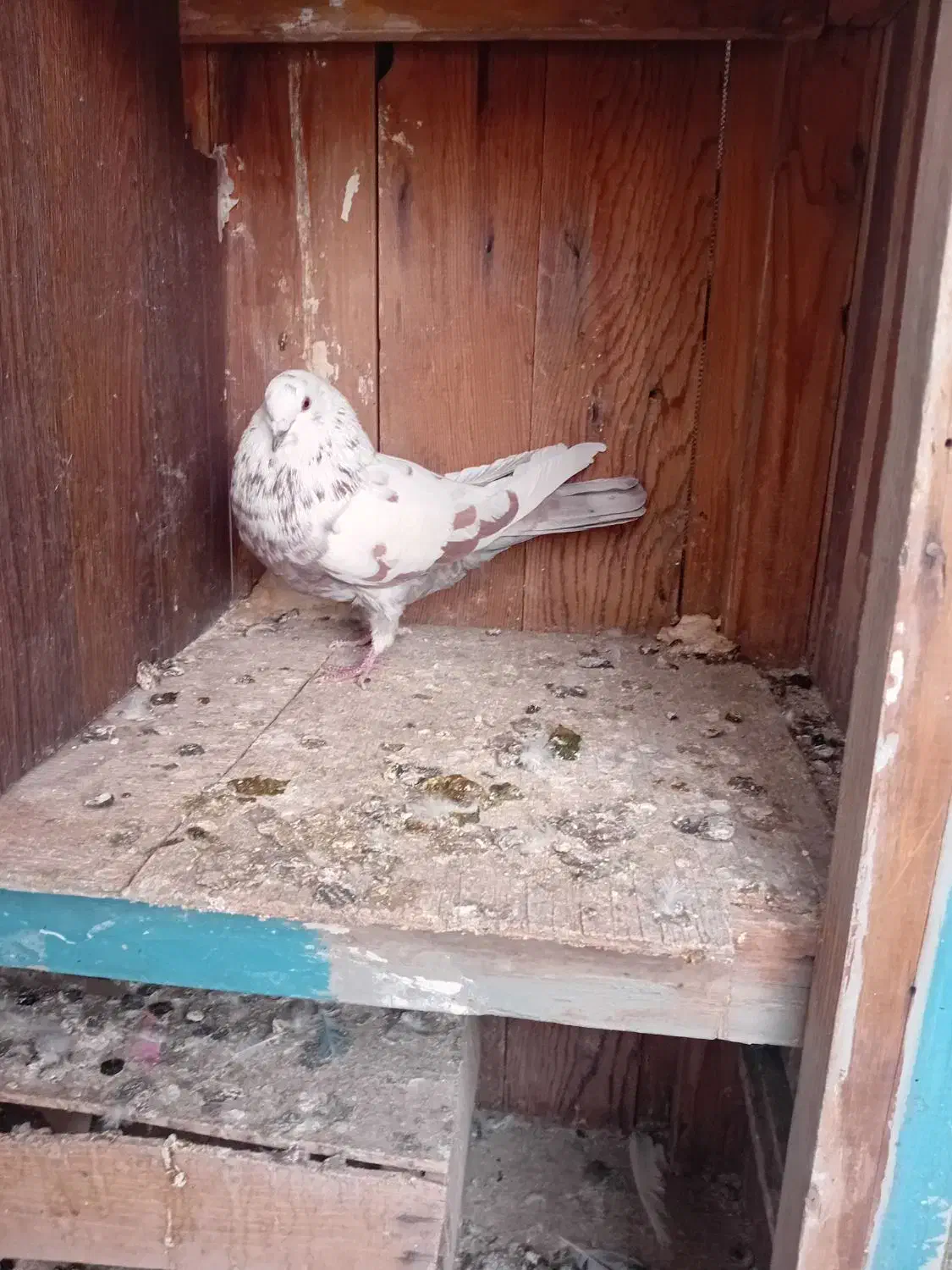 کبوتر|پرنده|نهاوند, |دیوار