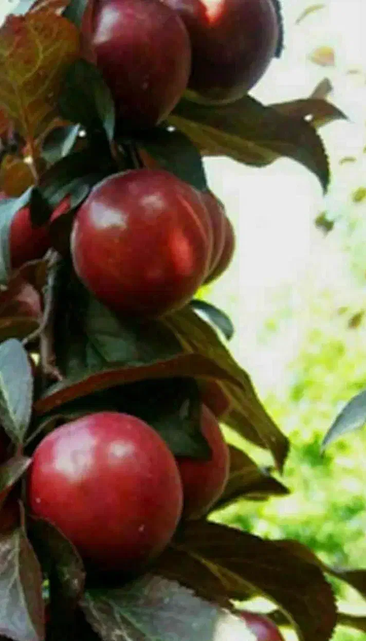 ارائه نهال های تجاری و کمیاب گوجه قرمز آمریکایی|خدمات باغبانی و درختکاری|شبستر, |دیوار