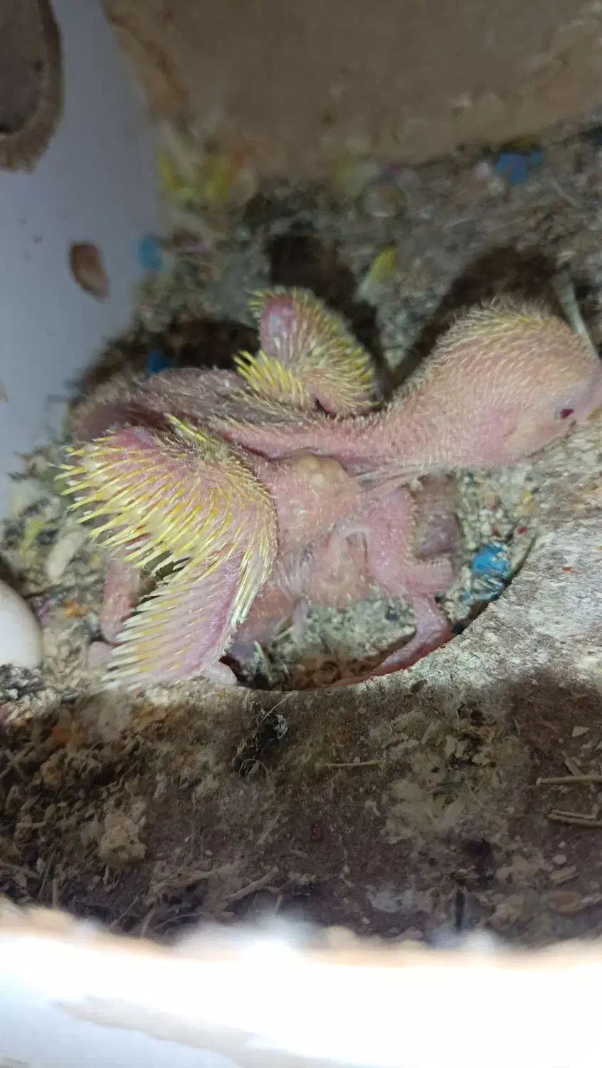 جوجه طوطی برزیلی|پرنده|برازجان, |دیوار