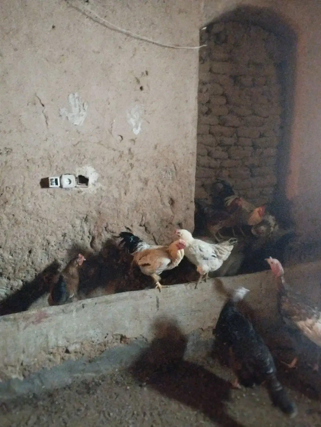 خروس محلی|حیوانات مزرعه|تربت جام, جامرود|دیوار