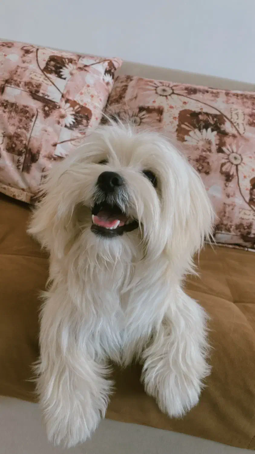 واگذاری سگ شیتزو|سگ|شیراز, طلاب|دیوار