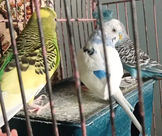 مرغ عشق|پرنده|کرج, چهارصد دستگاه|دیوار