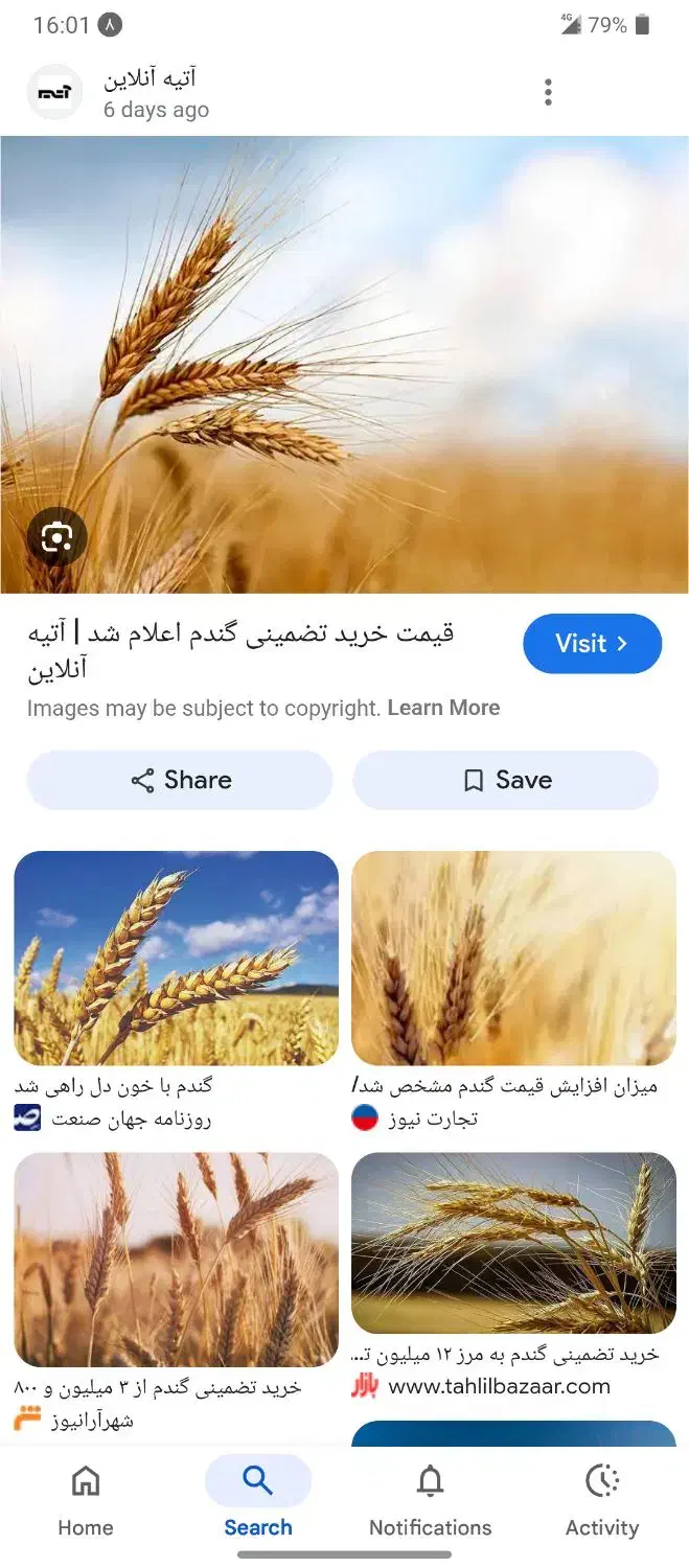 فروش گندم تمیز امسال|حیوانات مزرعه|بلداجی, |دیوار