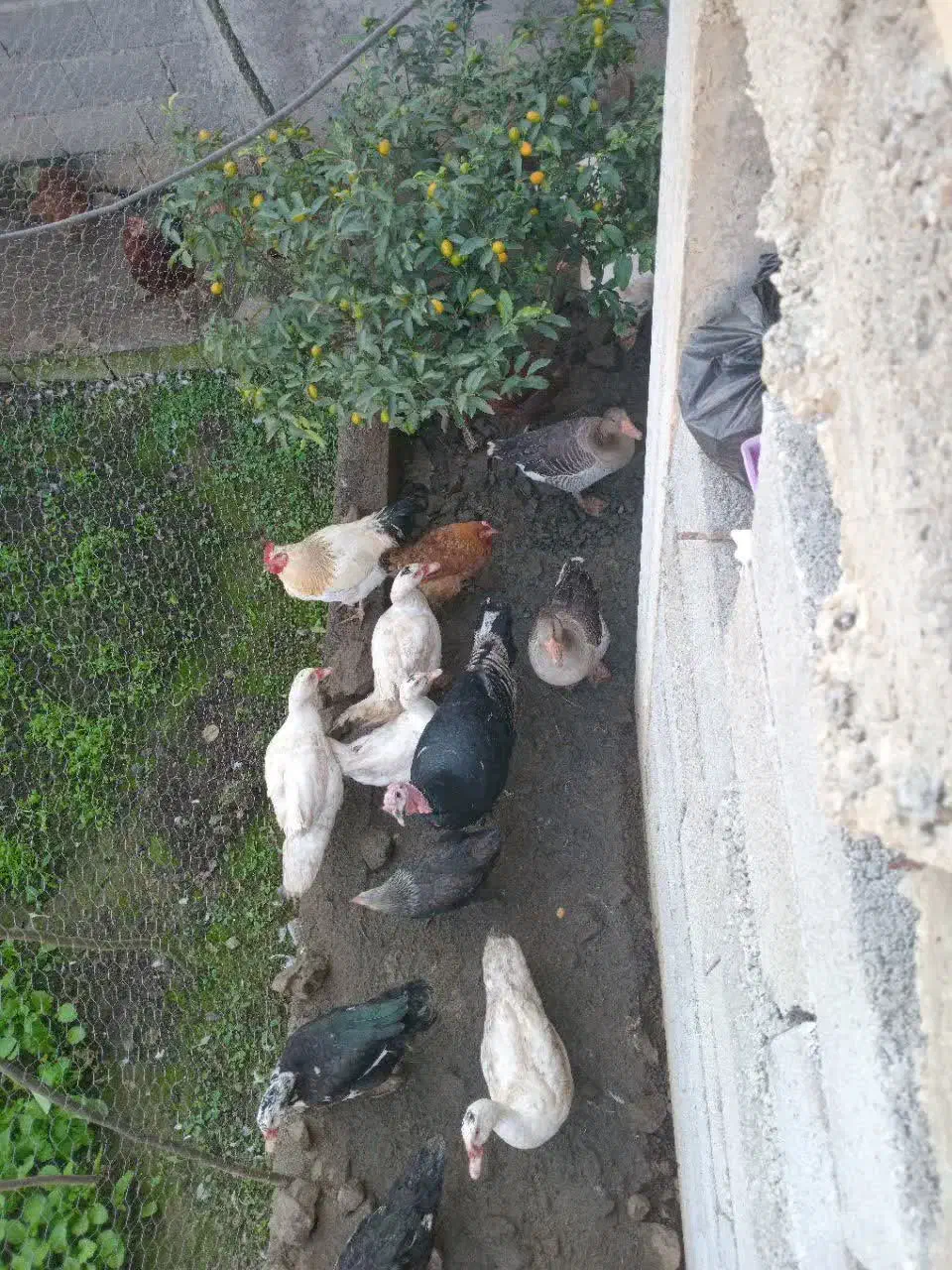 اردک و غاز|حیوانات مزرعه|رانکوه, |دیوار