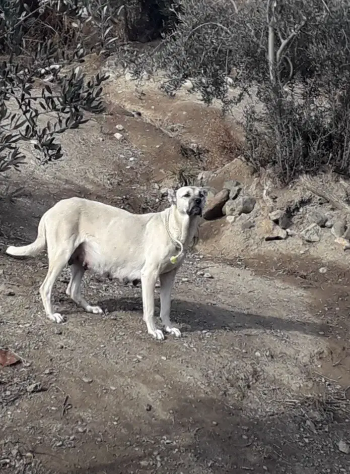 یک جفت سگ سرابی دوزدیده شده|حیوانات|زنجان, |دیوار