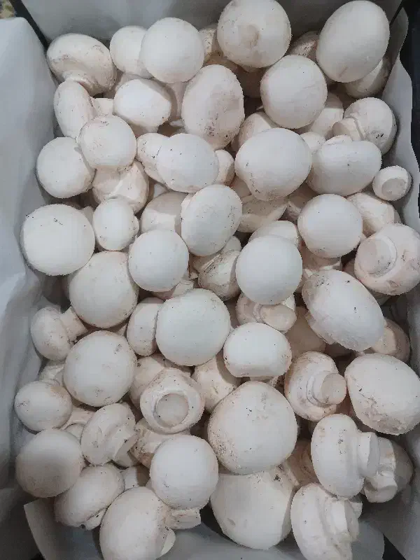 قارچ دکمه ای|خوردنی و آشامیدنی|شیراز, محمدیه|دیوار