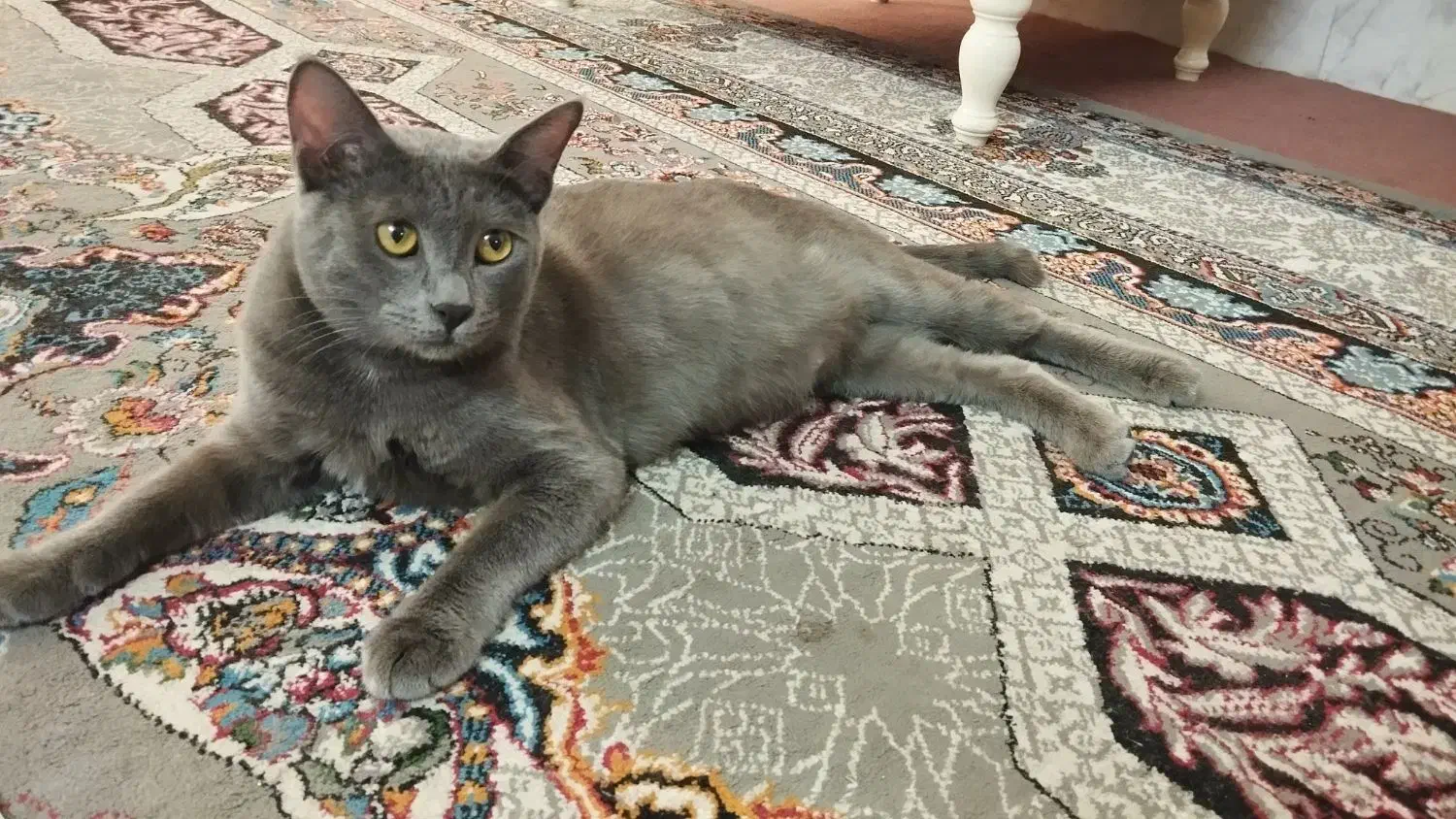 ماده راشن بلو|گربه|اصفهان, نصرآباد|دیوار