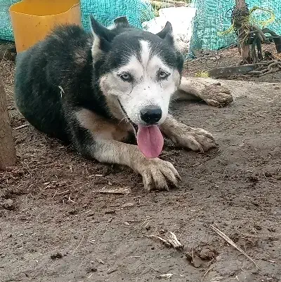 هاسکی قدکوتاه اصل|سگ|لاهیجان, بازکیاگوراب|دیوار