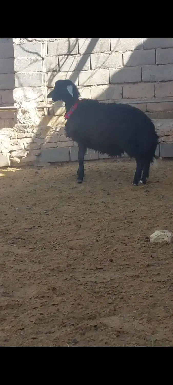 بره قوچی|حیوانات مزرعه|تربت جام, خیرآباد|دیوار