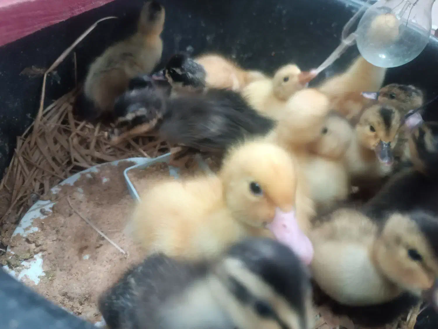 جوجه اردک|حیوانات مزرعه|آستارا, |دیوار