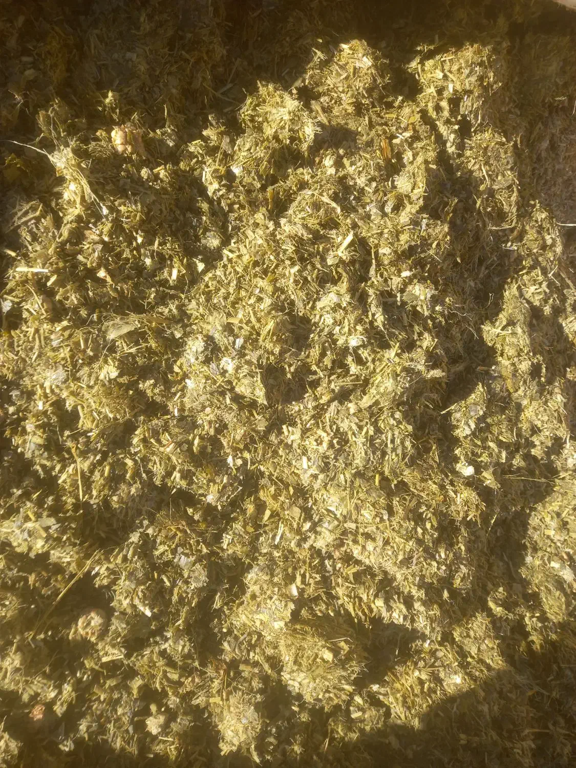 ذرت علوفه ای|عمدهفروشی|زنجانرود, |دیوار