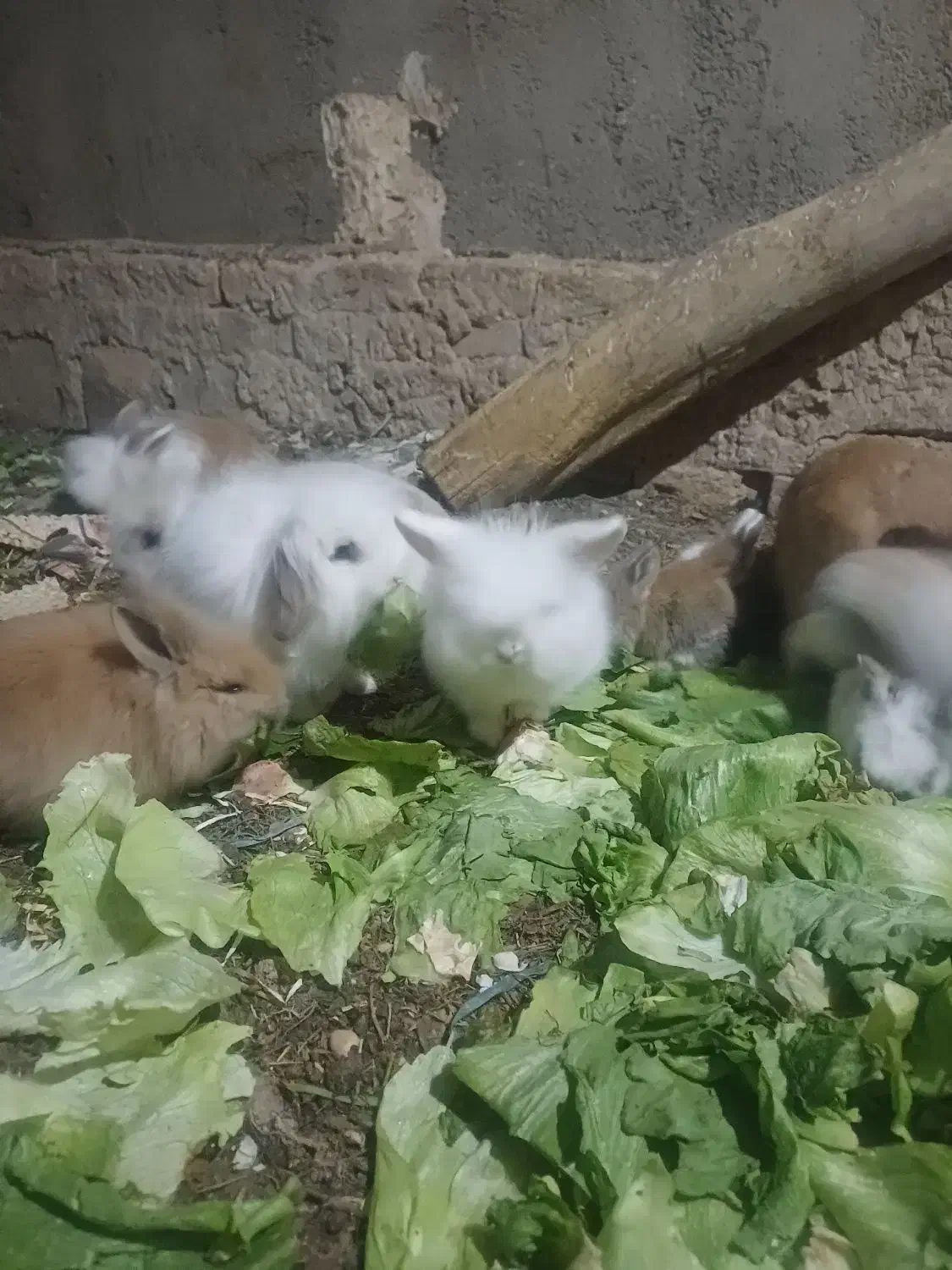 واگذاریه|موش و خرگوش|ساوه, |دیوار