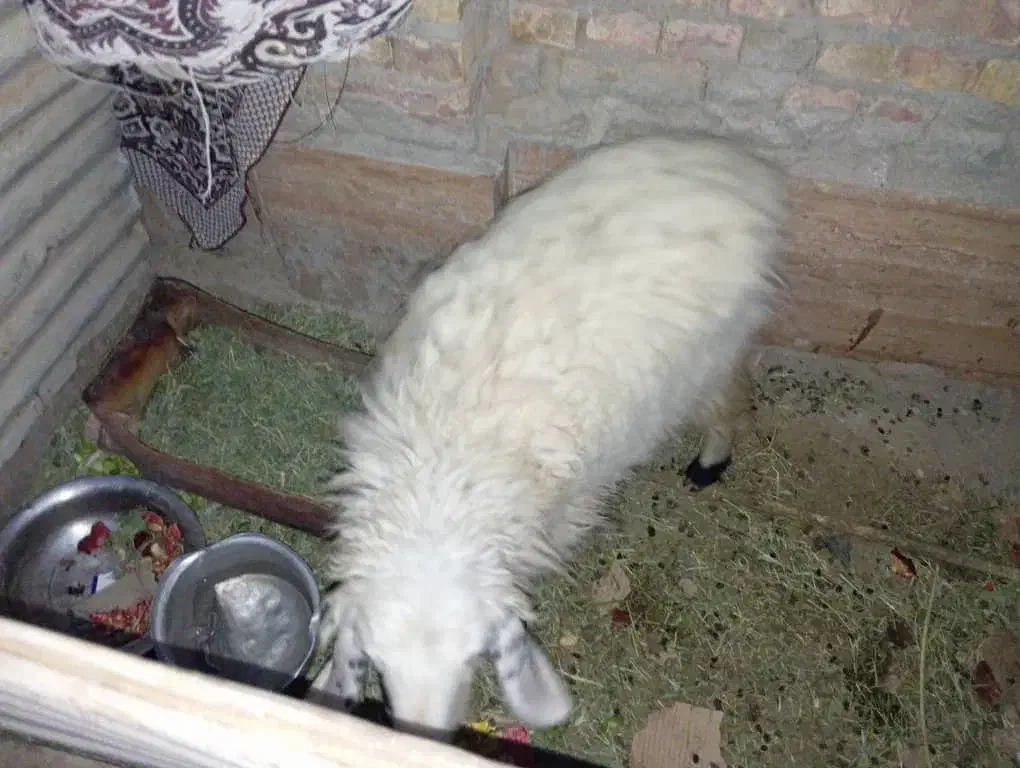 گوسفند بر ماده|حیوانات مزرعه|سراوان, |دیوار