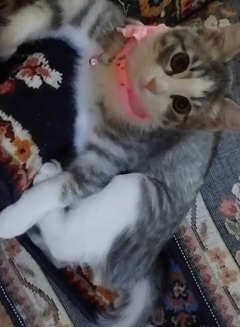 گربه|گربه|شیراز, فاضل|دیوار