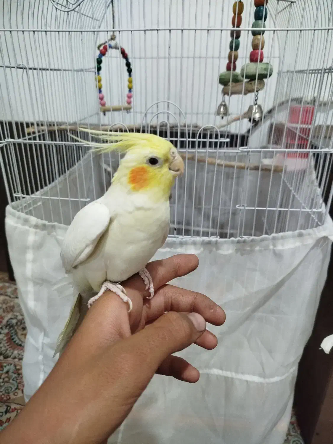 عروس هلندی دستی|پرنده|همدان, |دیوار