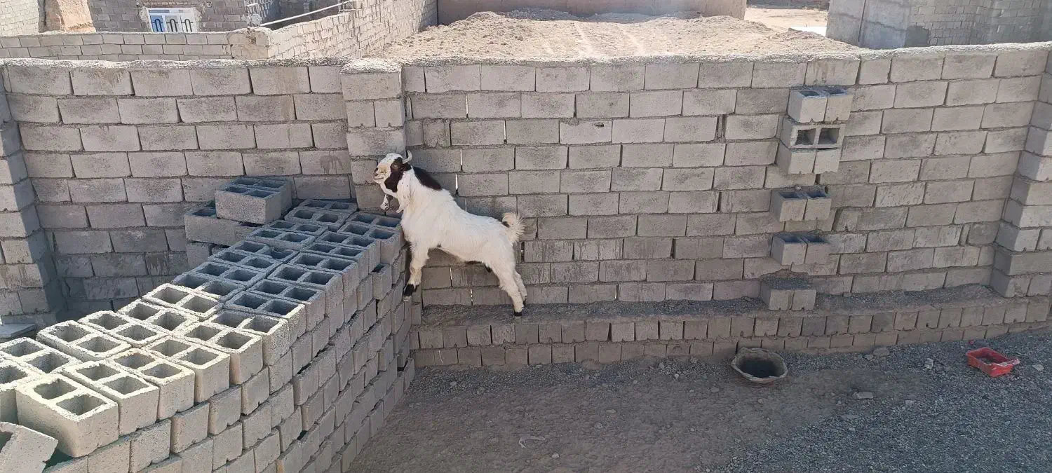 تکشاد|حیوانات مزرعه|تربت جام, جلگه موسی آباد|دیوار