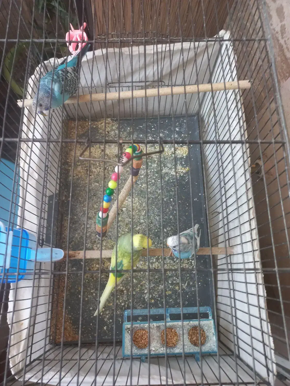 مرغ عشق|پرنده|ملارد, |دیوار