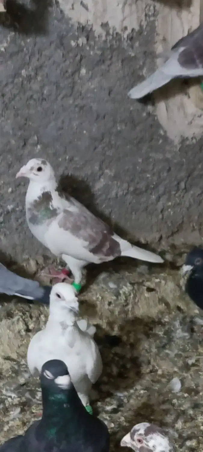 پرستولایی باختی|پرنده|زاهدان, |دیوار