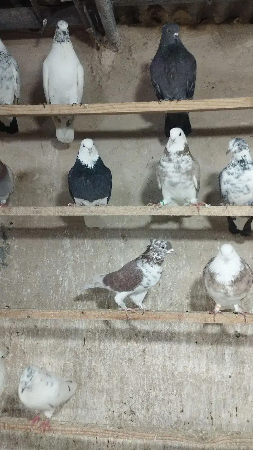 کفتر ب شرط|پرنده|قلعه نو, |دیوار