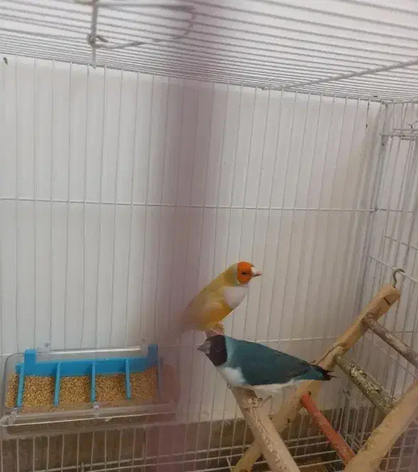 فنچ گلدین|پرنده|سبزوار, همت|دیوار