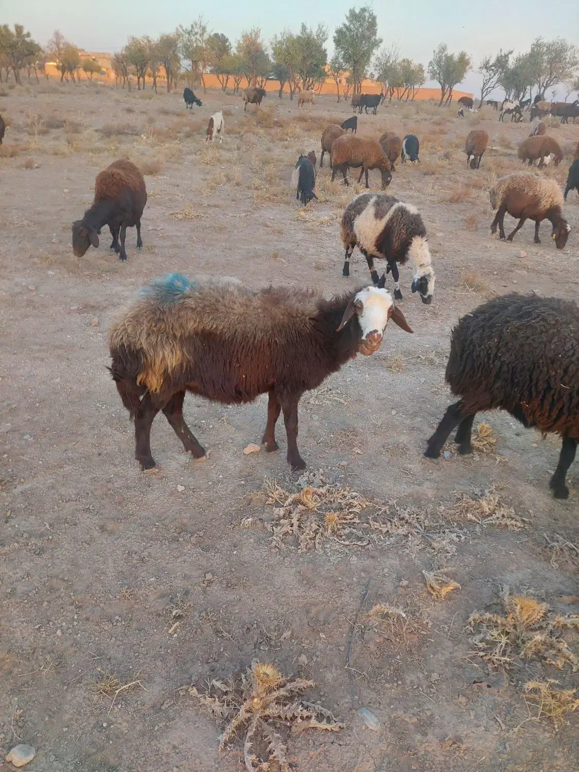 کاور|حیوانات مزرعه|تربتحیدریه, یحیی آباد|دیوار