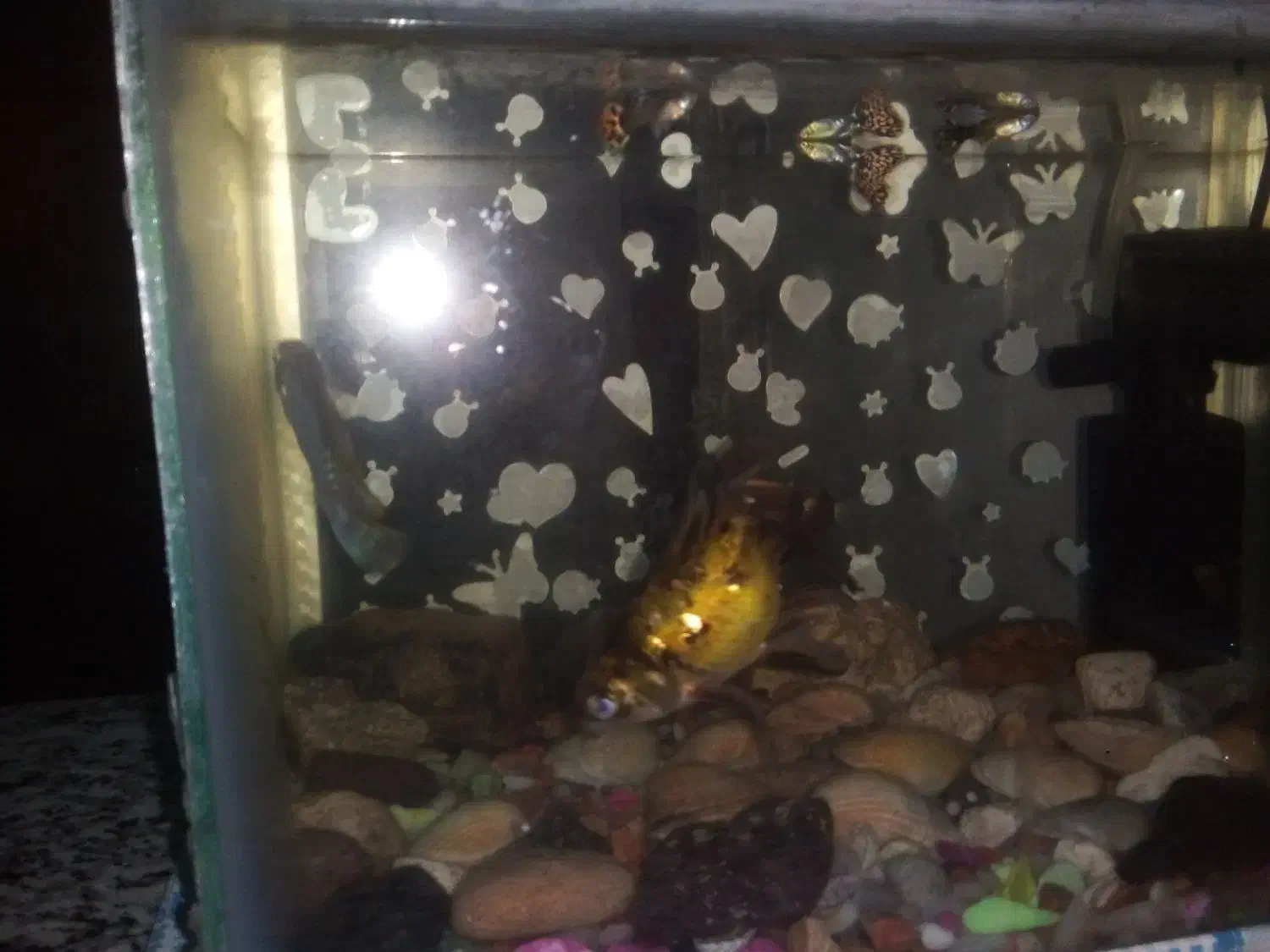 ماهی|ماهی|اردبیل, |دیوار