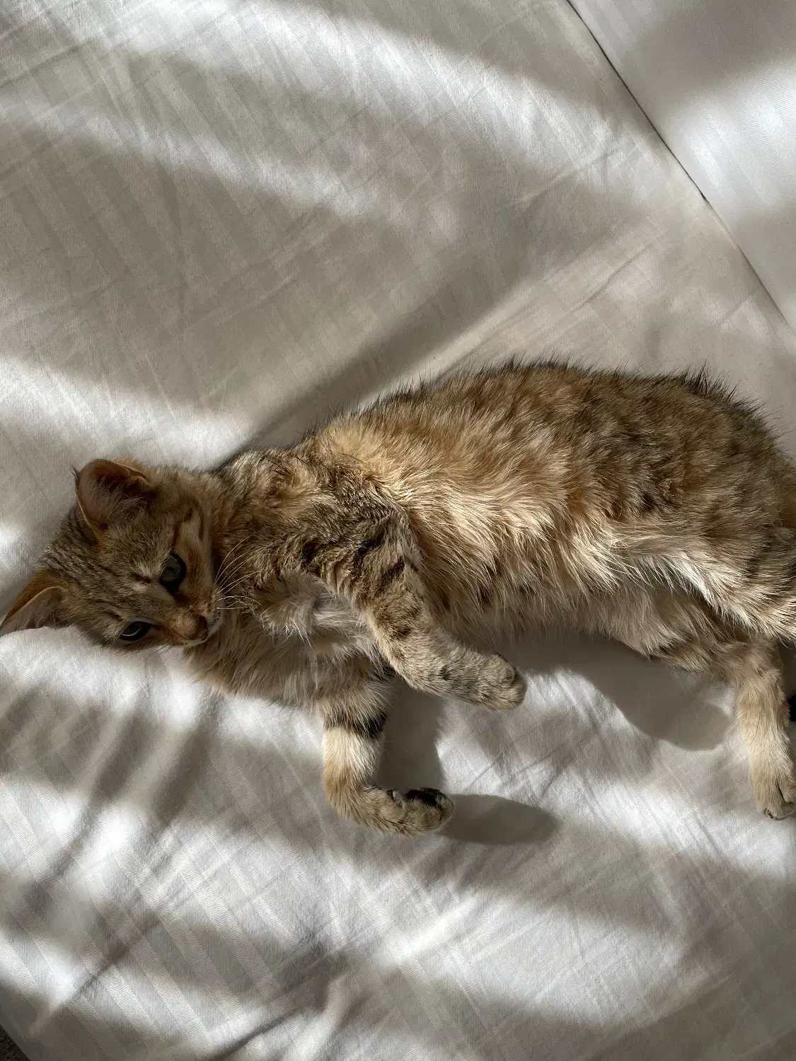 واگذاری گربه|گربه|رشت, استادسرا|دیوار