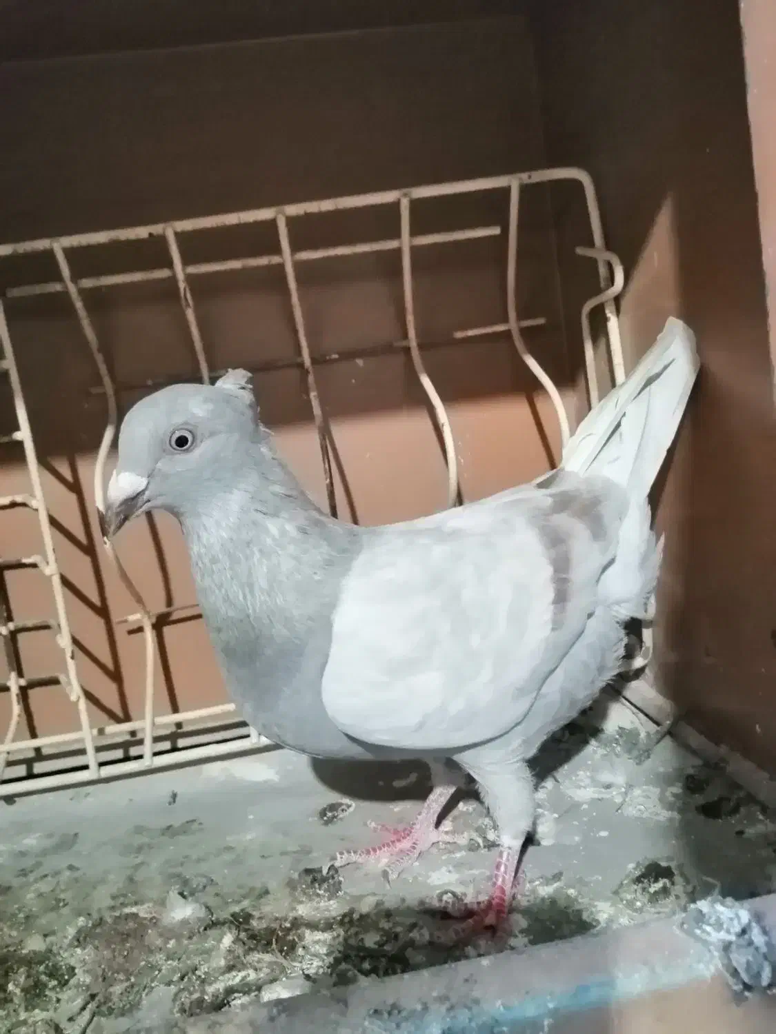 4 عدد کفتر (کبوتر) مناسب نو بازی|پرنده|تربت‌حیدریه, شهرک ولیعصر|دیوار