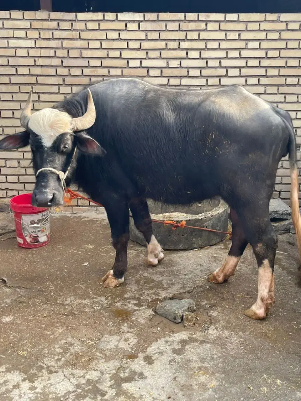 دزفو|حیوانات مزرعه|دزفول, |دیوار