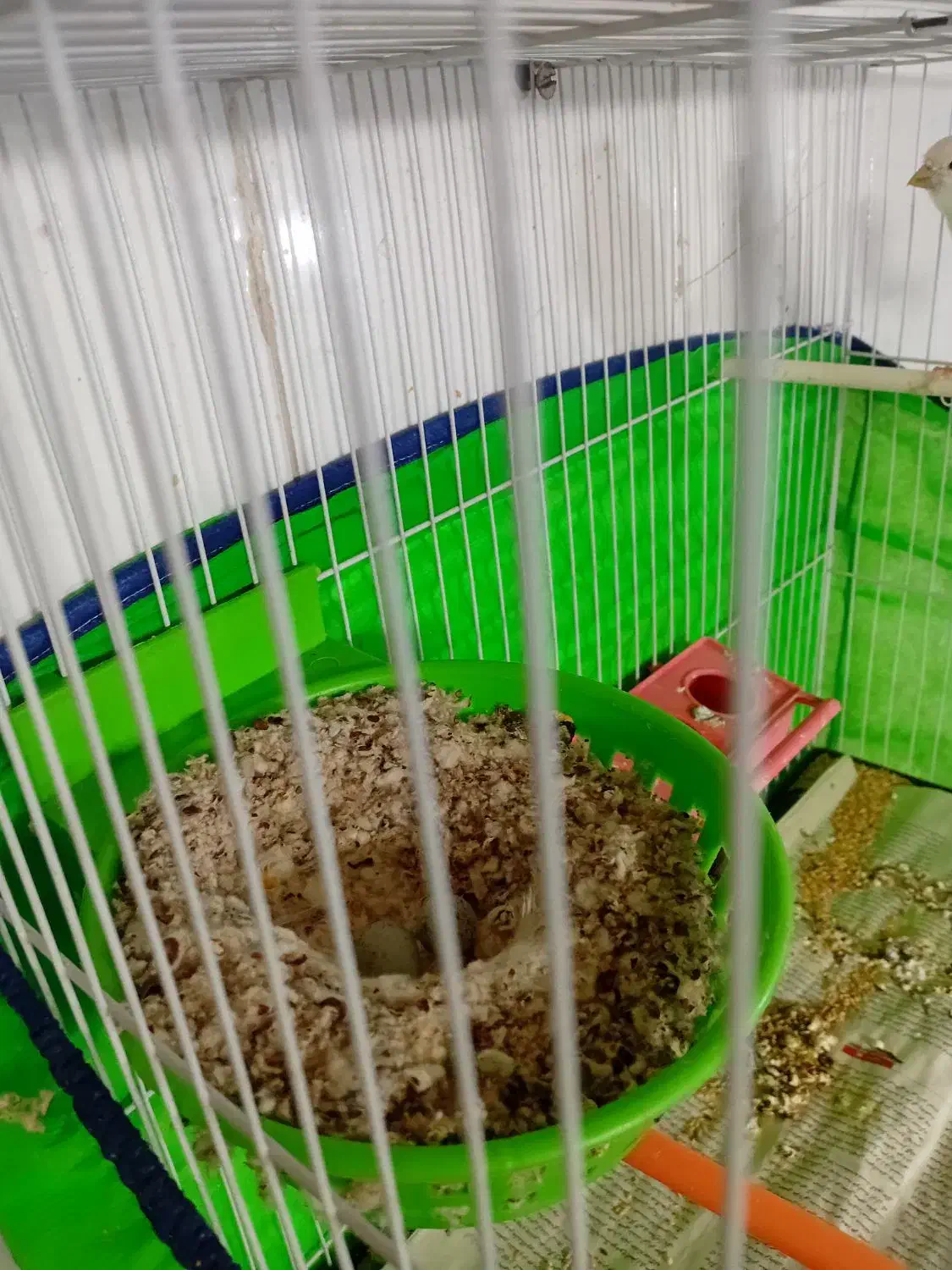 جفت قناری رو تخم جوجه رسون|پرنده|تربتحیدریه, باغ سلطانی|دیوار