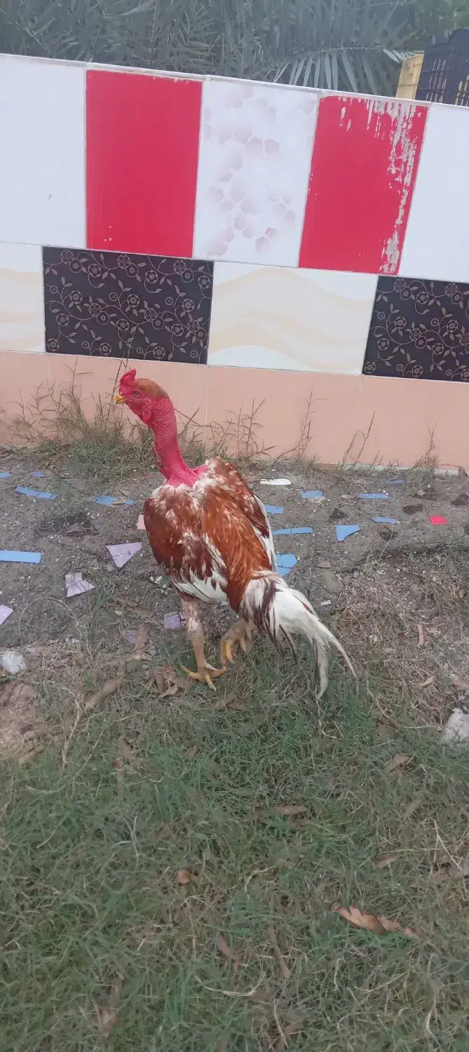 خروس|حیوانات مزرعه|میناب, |دیوار