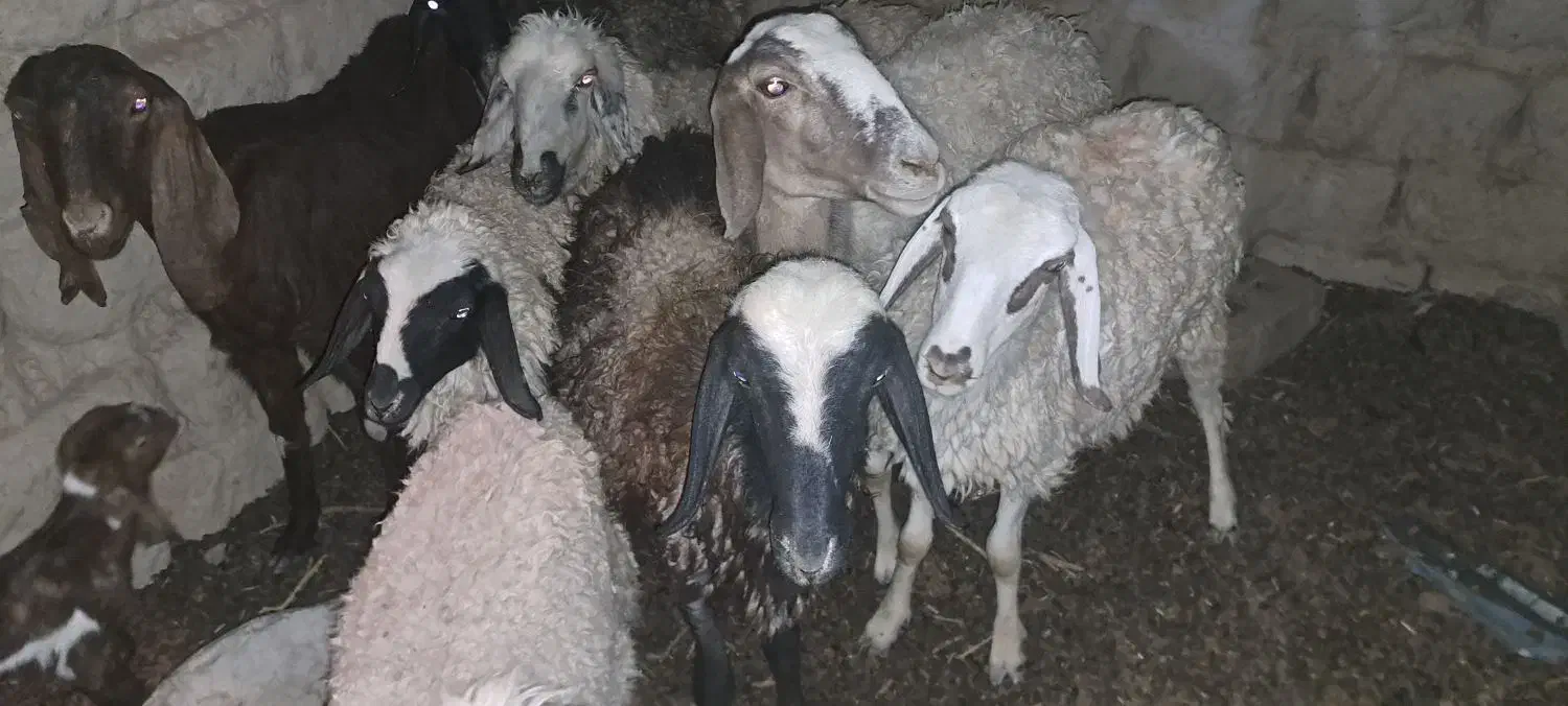 گوسفند وبره فروشی|حیوانات مزرعه|زابل, |دیوار