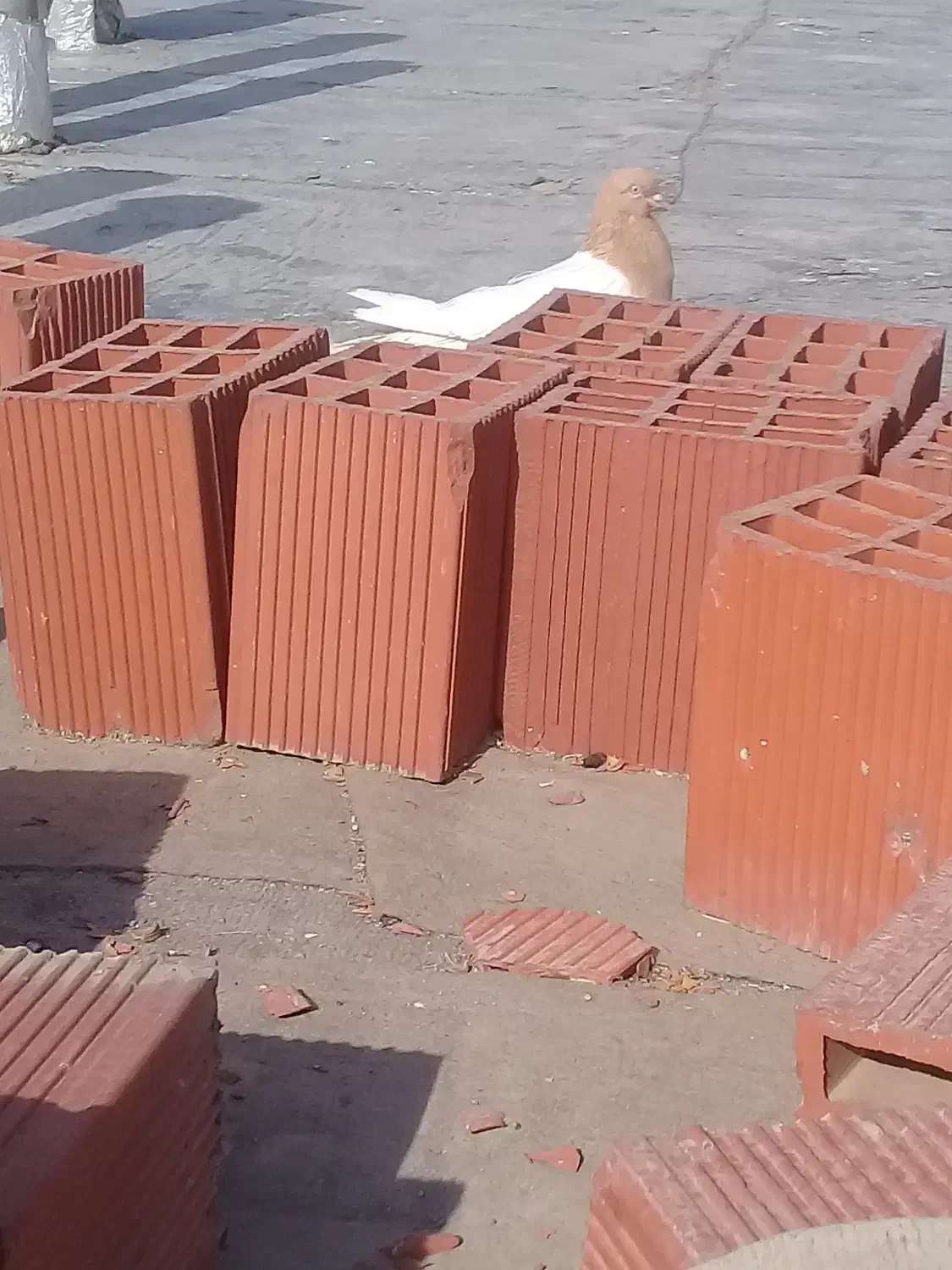 کبوتر ماده|پرنده|خاو و میرآباد, |دیوار