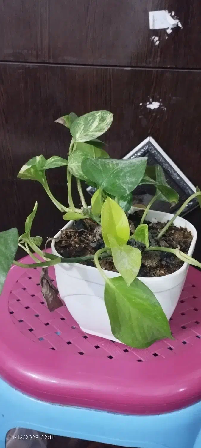 قلمه فیکوس|گل و گیاه طبیعی|میبد, |دیوار