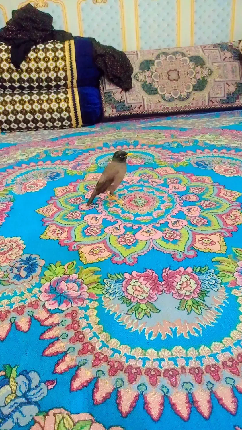 مینا دستی|پرنده|خان ببین, |دیوار