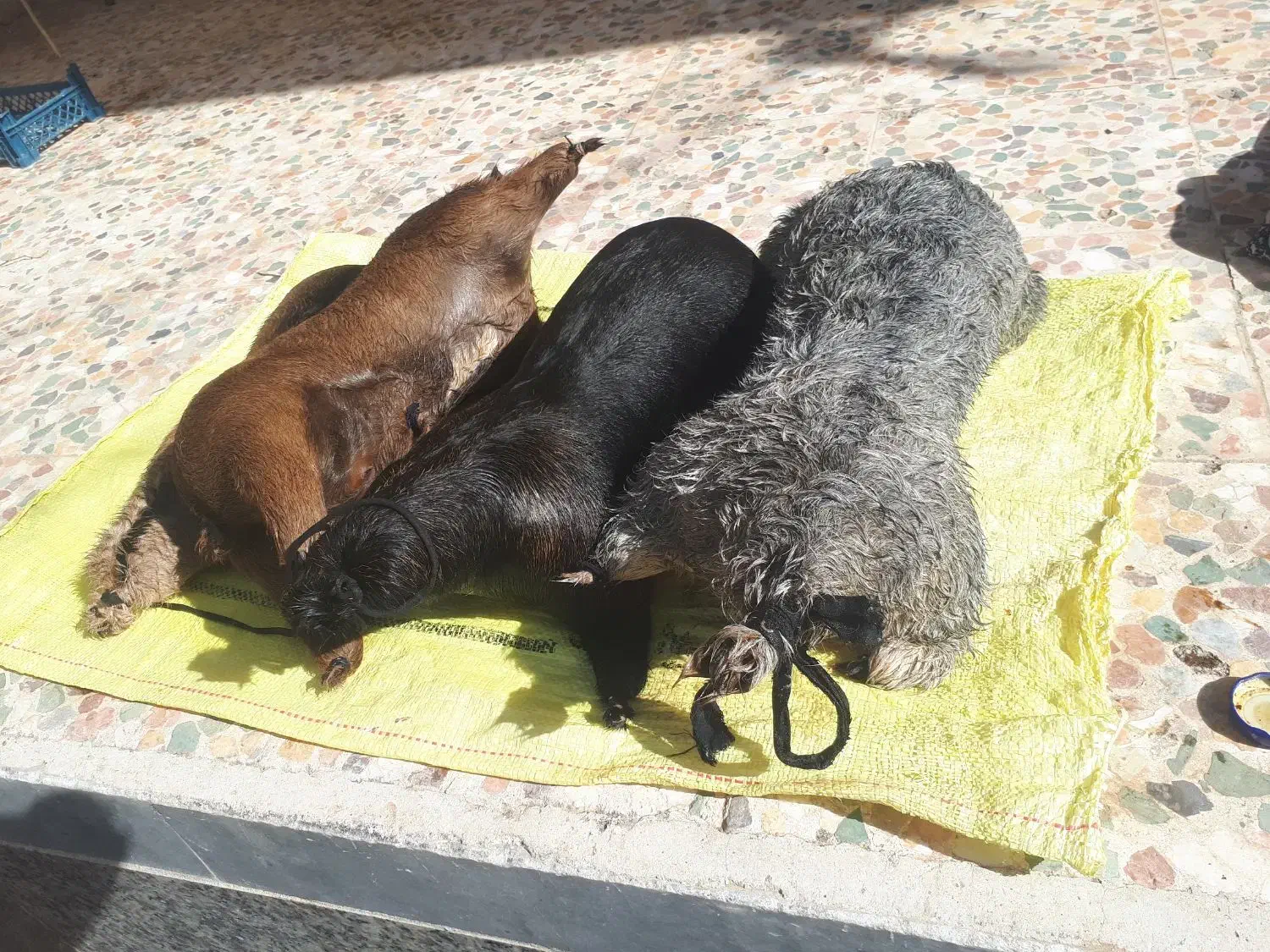 هیزه فروشی|لوازم جانبی حیوانات|خرم‌آباد, |دیوار