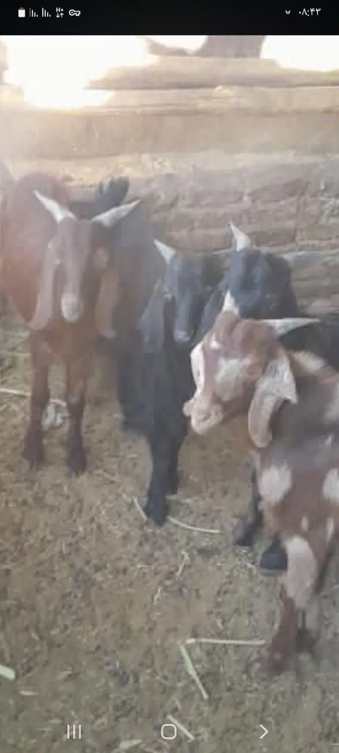 بزغاله دورگ محلی پاکستانی|حیوانات مزرعه|سمنان, |دیوار