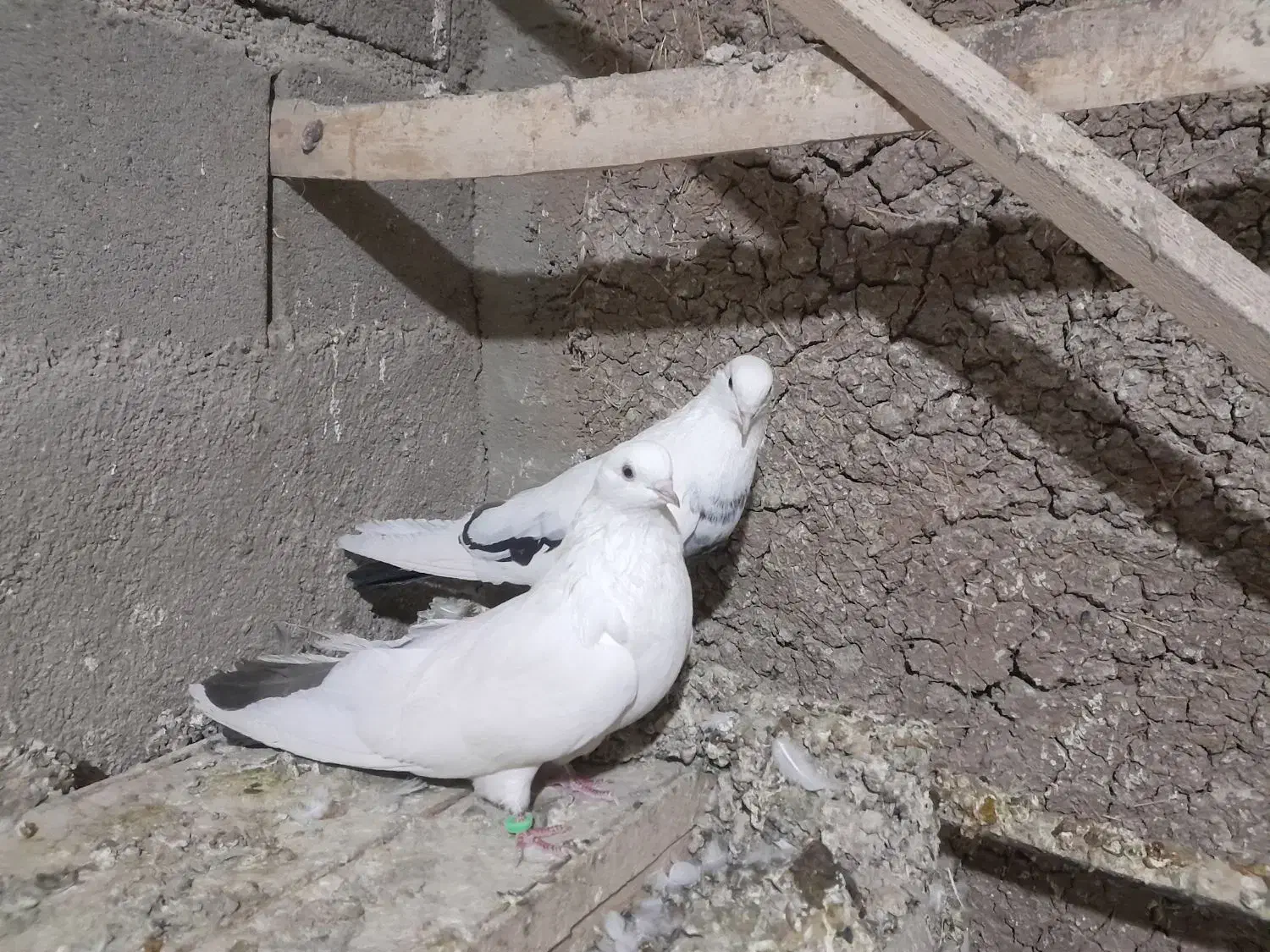 توک دم دمسیاه کبوتر|پرنده|لالجین, |دیوار