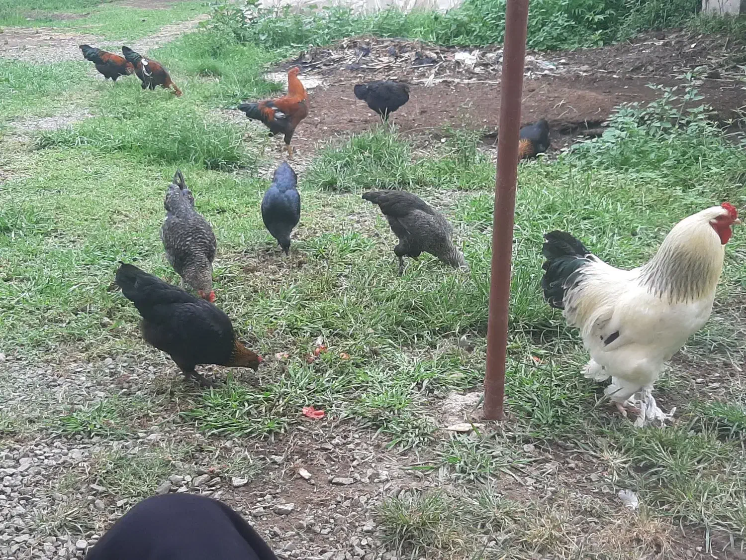 خروس محلی مرغ تخم گذار|حیوانات مزرعه|خمام, |دیوار