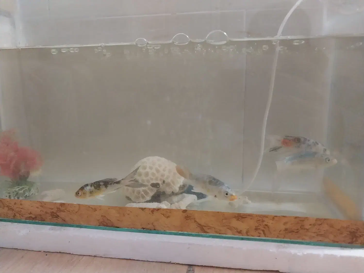 ماهی کویی کوی|ماهی|قزوین, |دیوار