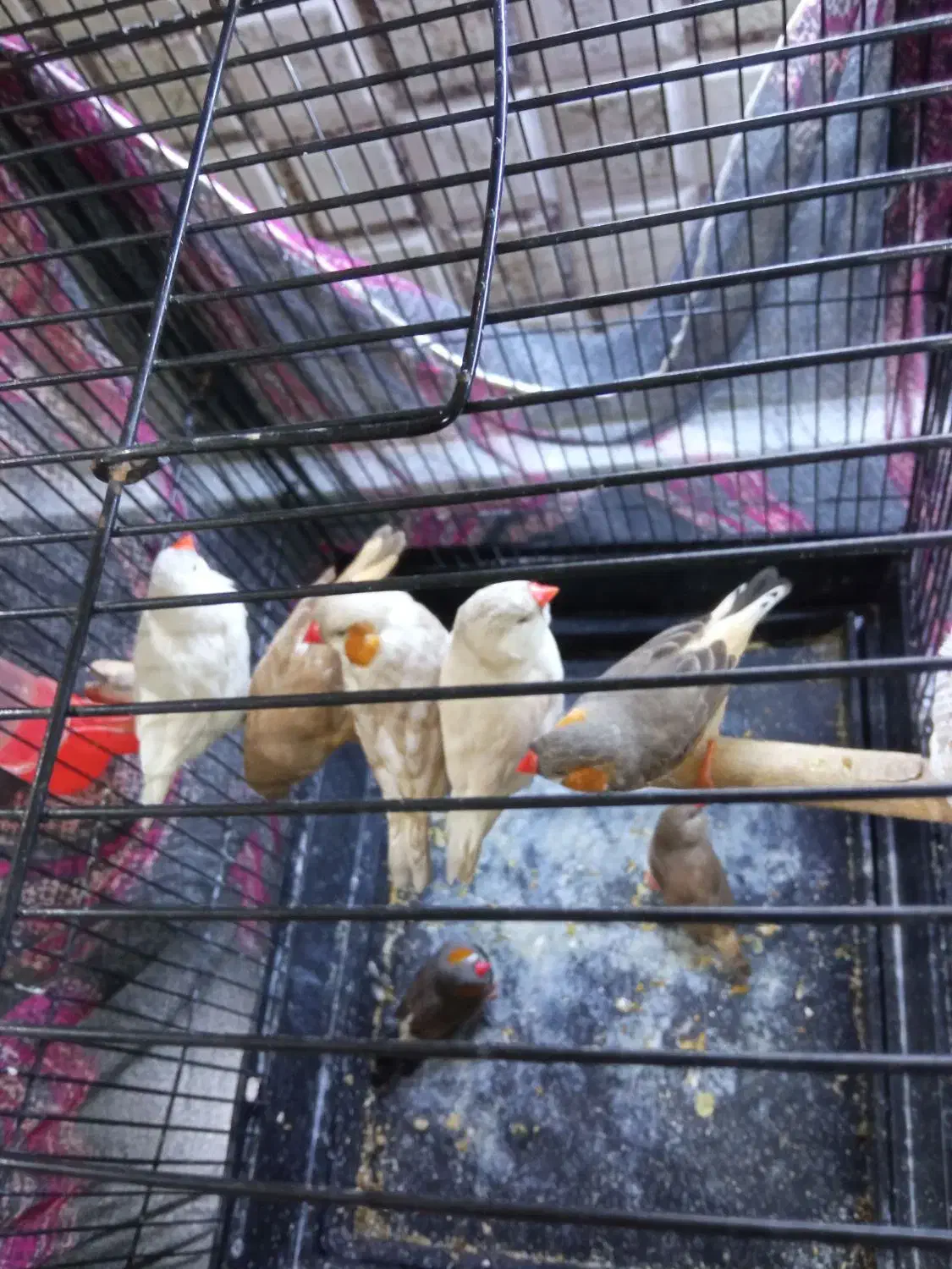 فنچ کینگ|پرنده|تهران, امام زاده عبدالله|دیوار