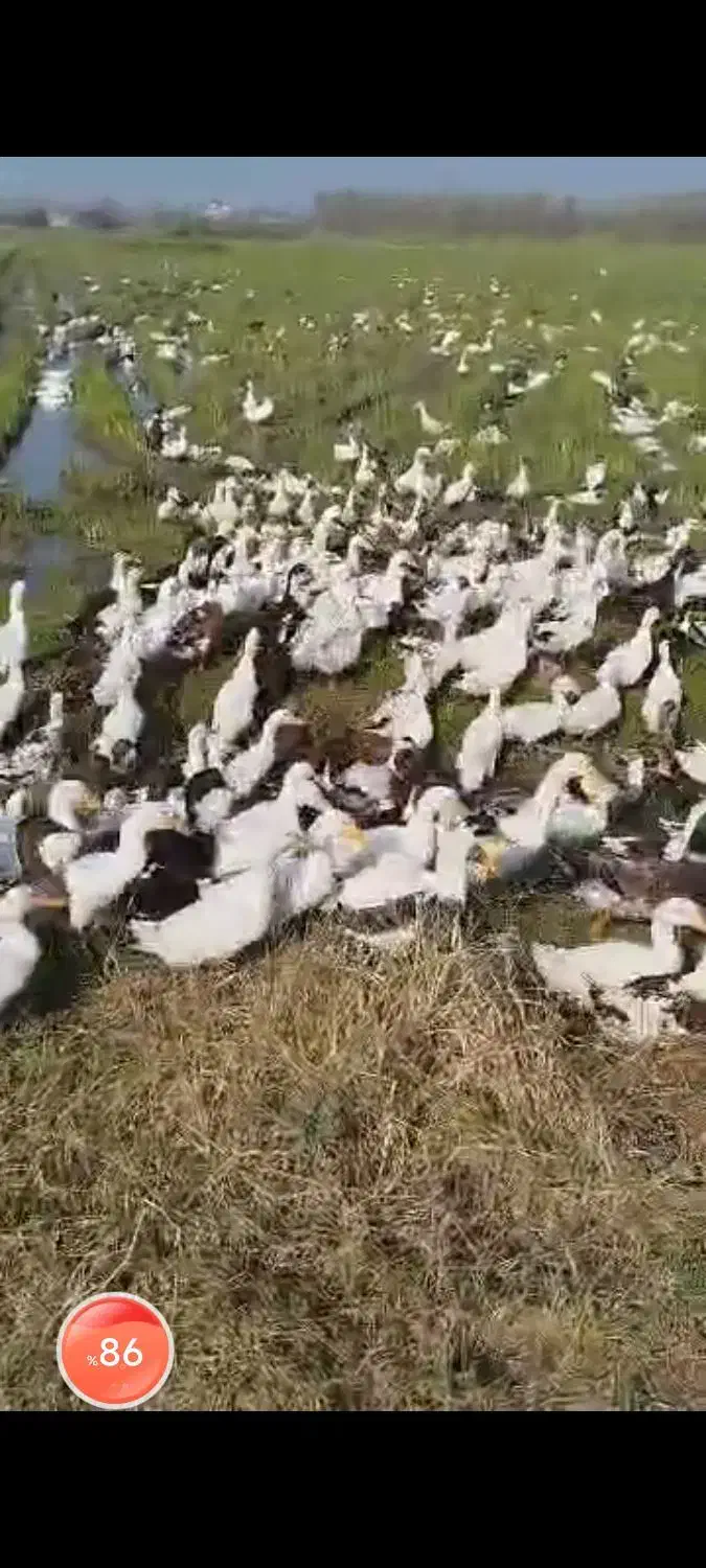 اردک محلی تعداد بالا|حیوانات مزرعه|آستانه اشرفیه, |دیوار