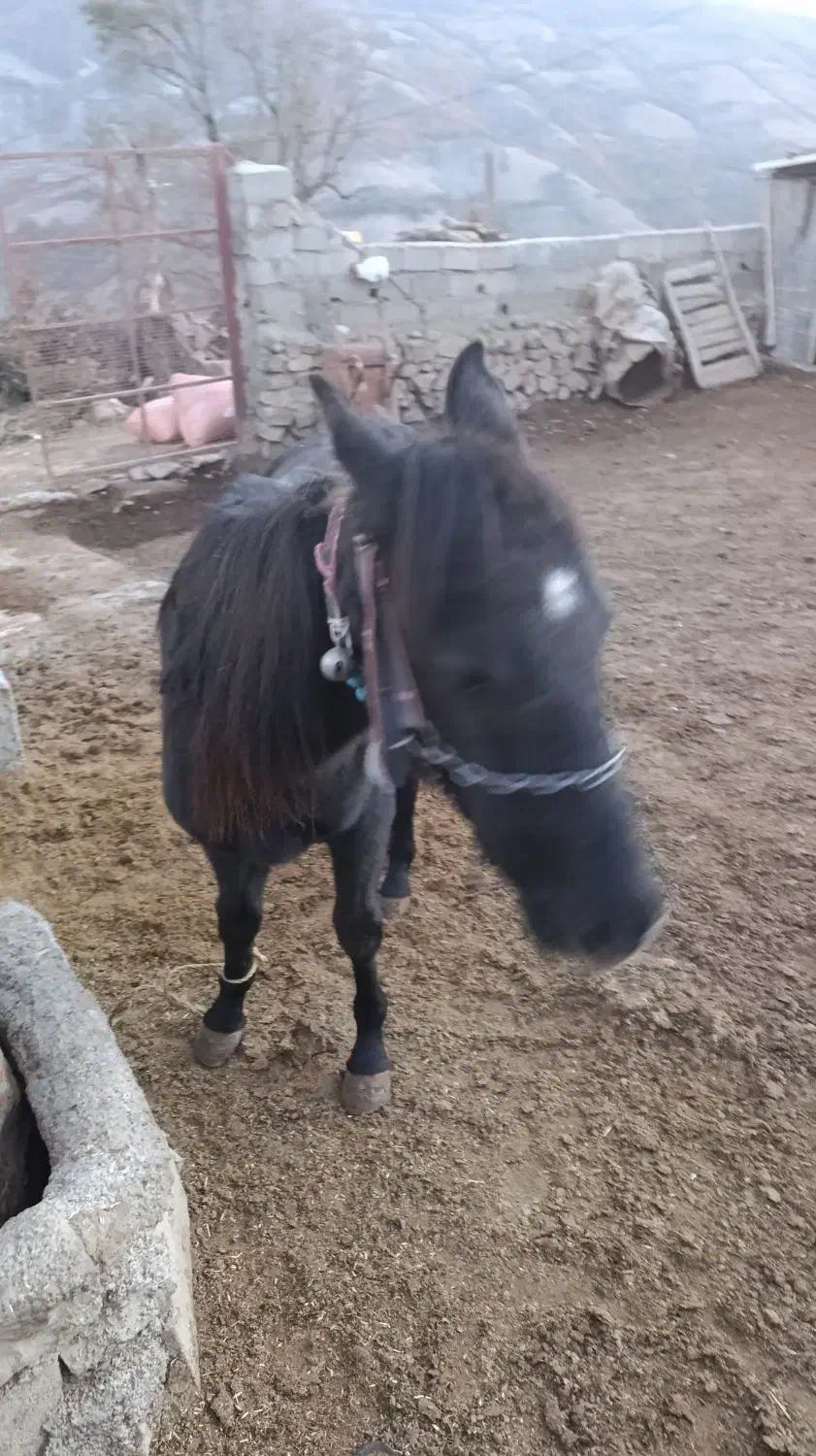 کره اسب نر یک سال ونیم|حیوانات مزرعه|رامیان, |دیوار