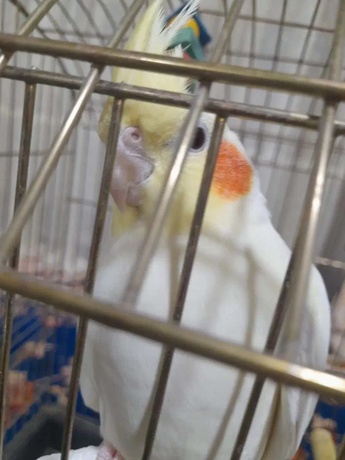 عروس هلندی نر آماده جفت انداختن|پرنده|تربت جام, یحیی آباد|دیوار