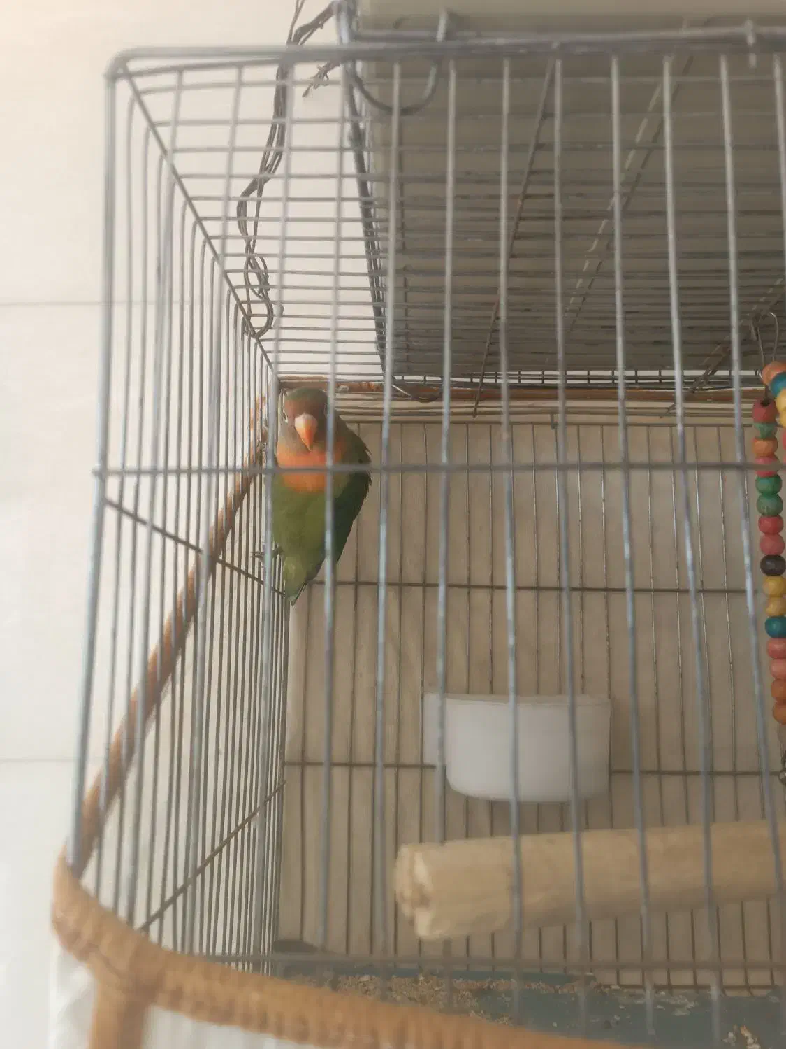 یک عدد طوطی برزیلی|پرنده|بهبهان, |دیوار