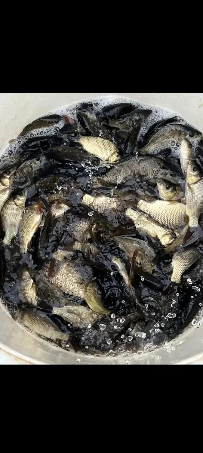 بچه ماهی|ماهی|لنگرود, |دیوار